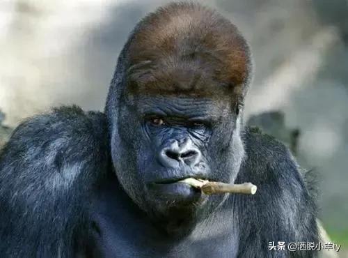 那些令人爆笑的小故事(让你开心一乐)