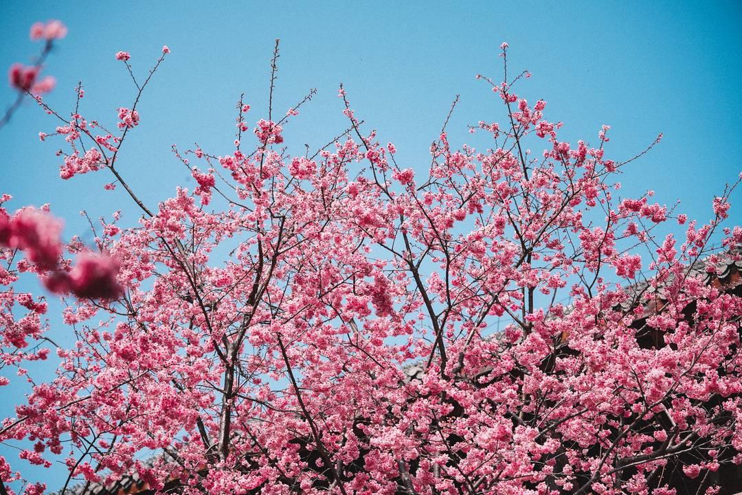 千年古刹西昌泸山光福寺樱花盛开（赏花听禅正当时）