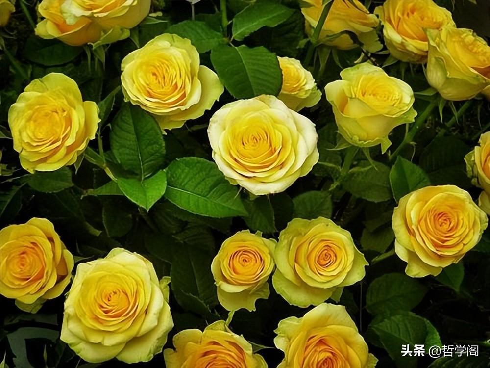 黄玫瑰代表什么寓意和象征（少为人知的黄玫瑰花语介绍）