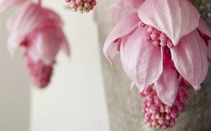 快看自己的生日 你属于哪种生日花语(365天对应365种花)