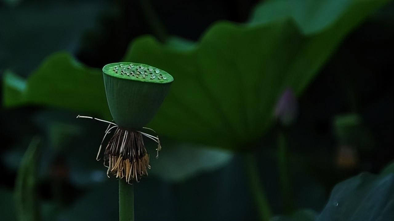 莲花的文化内涵与象征意义是什么(探讨莲花在不同文化中的不同寓意)