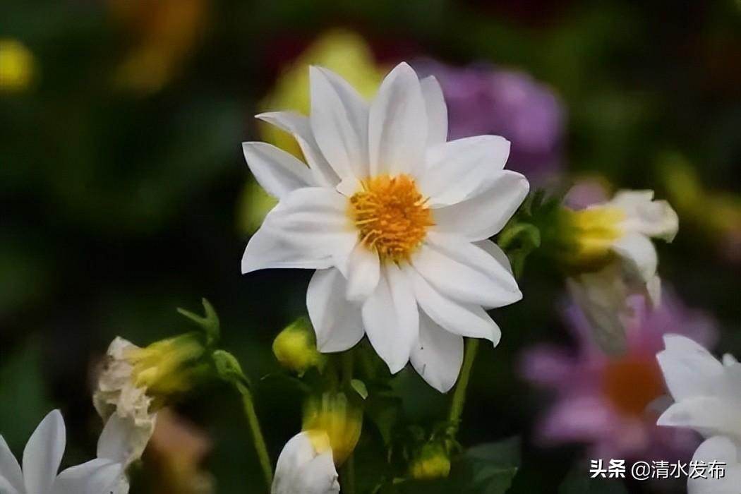 感谢的话语简短精辟(学会感恩不负不欠的精美文案)